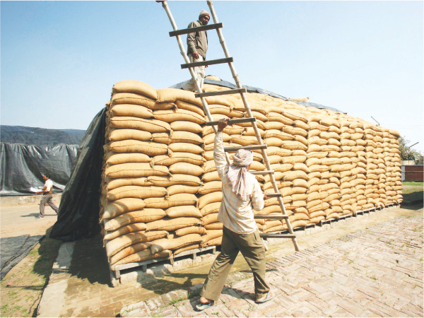 
Египет закупил 180 тыс. т российской пшеницы