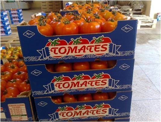 
В Петербурге могут сжечь 37 тонн томатов из Марокко