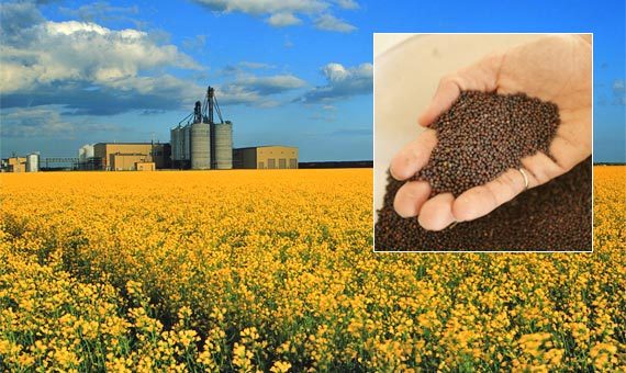 
C начала сентября весь морской экспорт украинского рапса пришелся на Египет