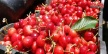 В сирийской провинции "Кунейтра" ожидают 2700 тонн урожая черешни