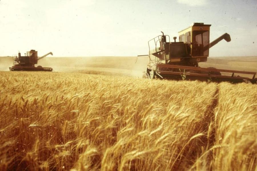 
Экспортеры российской пшеницы снижают цены в борьбе за египетский рынок