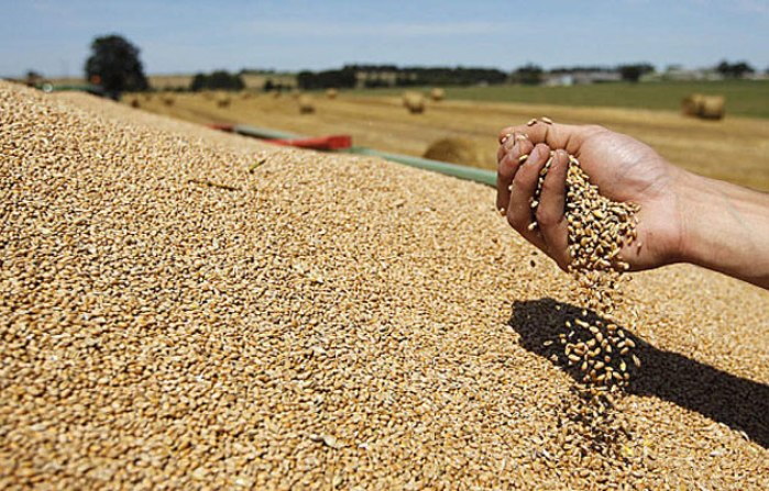 
Марокко вошел в ТОП рынков сбыта российской пшеницы